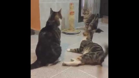 Thumbnail of cat gets scared by spongebob song meme