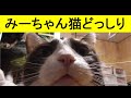 ベッドの上で仲良くする二匹かと思いきや撮影したらこっちへ…来る…！それとちょっとしたお知らせ