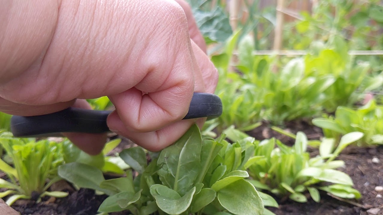Baby spinach harvest June 3,2020 YouTube