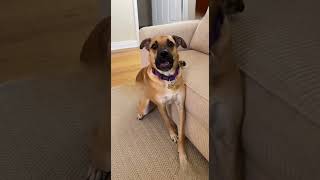 funny gsds dog puppy funnyyoga doglife comedy cute love germanshepherd