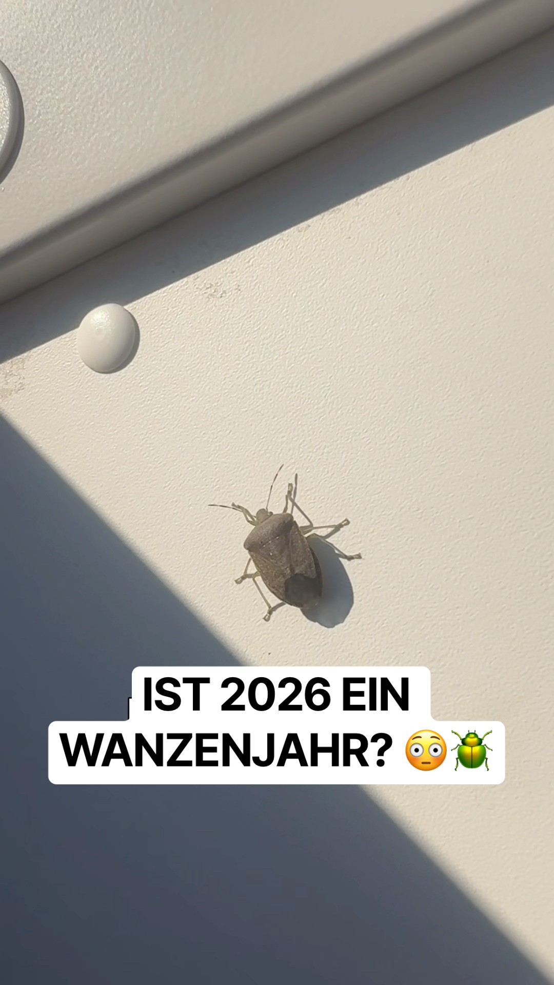 Wanzen im Herbst: Warum Stinkwanzen und Baumwanzen in unsere Wohnung kommen 👉 so wirst du sie los!