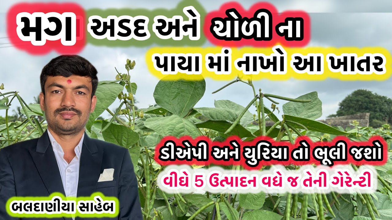 મગ અડદ અને ચોળીના પાક માં નાખો પાયા ના ખાતર વીઘે 5 મણ ઉત્પાદન વધે એની ગેરેન્ટી @GJ4FARMING