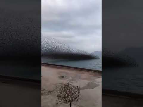 سرب مخيف من طائر الزرزور