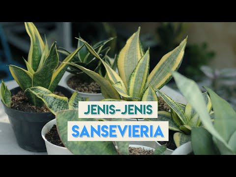 Video: Jenis Sansevieria (62 Foto): Ciri Varieti 