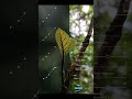 Lightroom Mobile: Make Leaves POP! (Quick Edit)