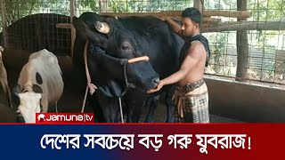 তিন বছর ৭ মাসেই যুবরাজের ওজন দুই হাজার কেজি! | Big Cow | Chandpur | Jamuna TV
