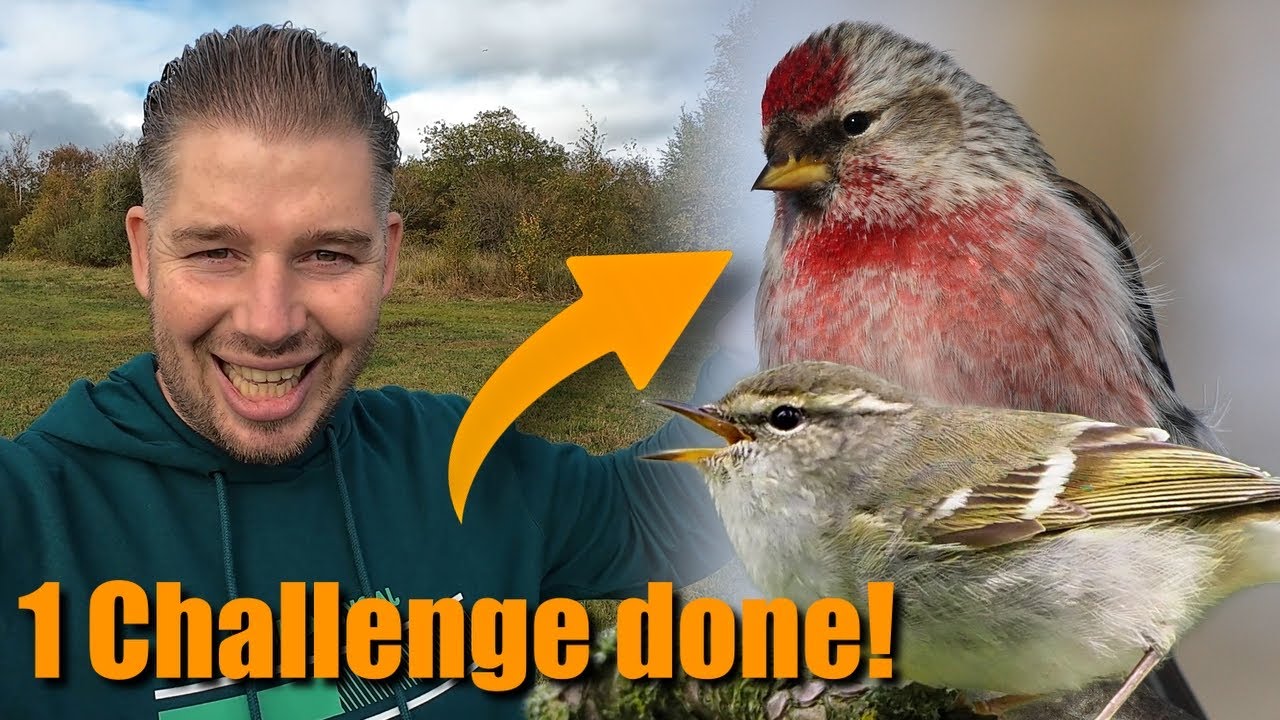 Прекрасное приключение с наблюдением за птицами на голландском острове