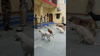 CISF Dog Squad feeding routine. #cisf#dmrc#dog