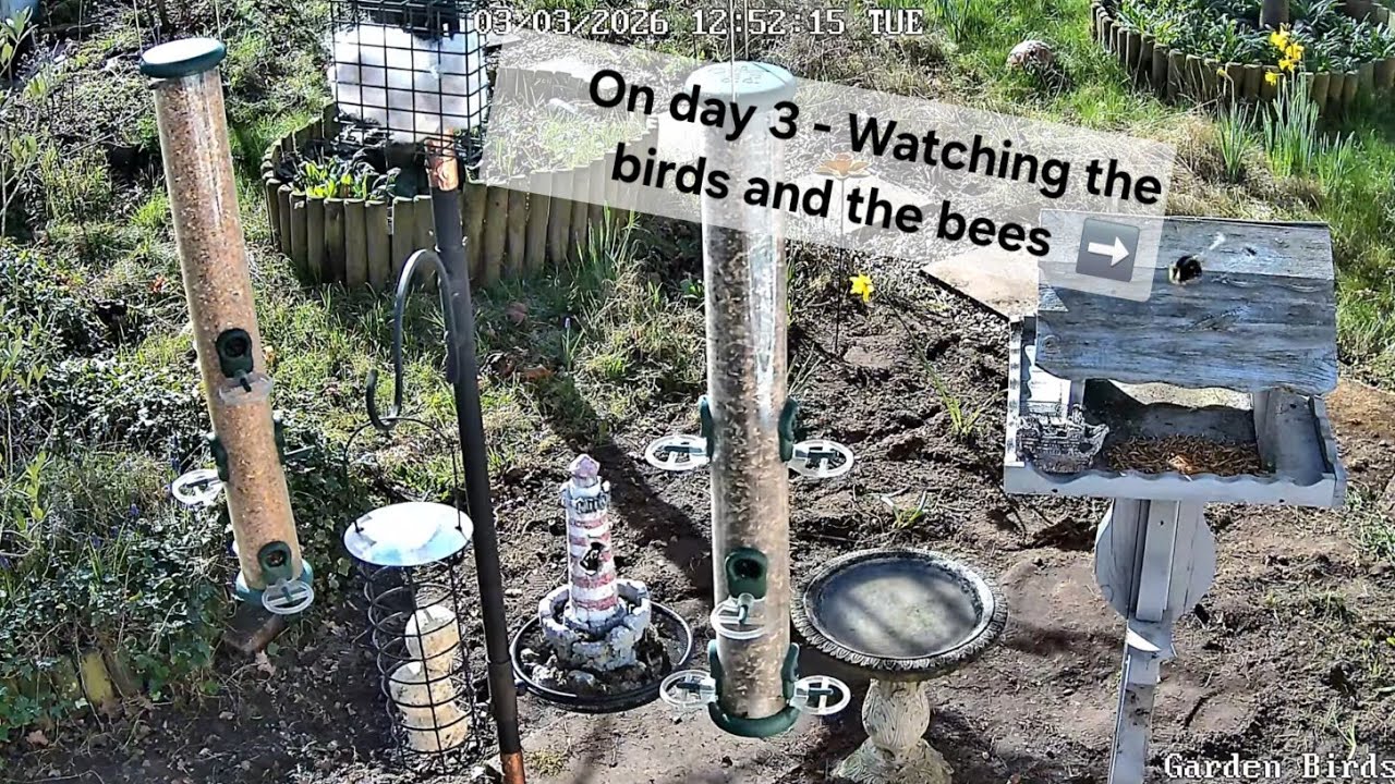 🌿 NORFOLK GARDEN | Front Garden in a Minute or 2 | 2nd March 2026 🌿 (Day 3)