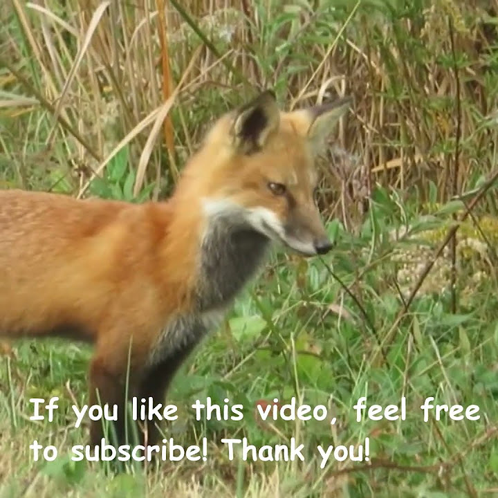 Wildlife: Adorable Red Fox up close! #shorts - YouTube