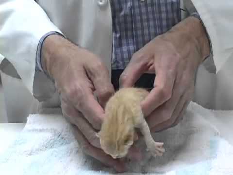 Newborn Kitten Care