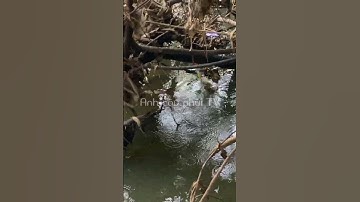 Câu Cá Rô Trong Bụi Cây | Anh câu phủi TV