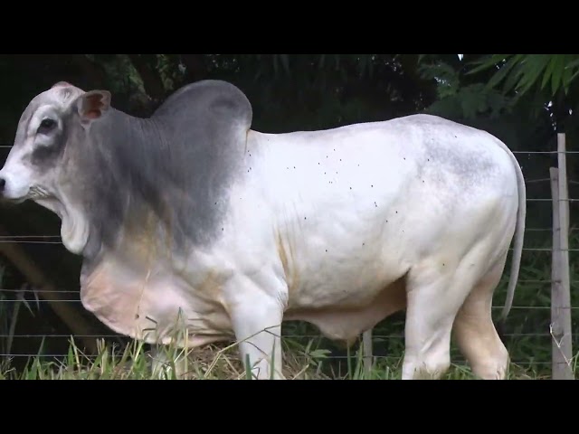 Lote 2   Leilão Nelore Mocho Brasil 1