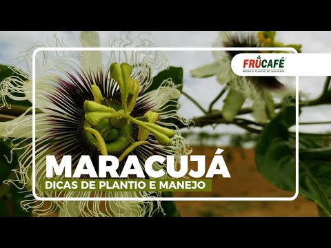 Vídeo: Ação: plantio e cuidado, características de cultivo e recomendações