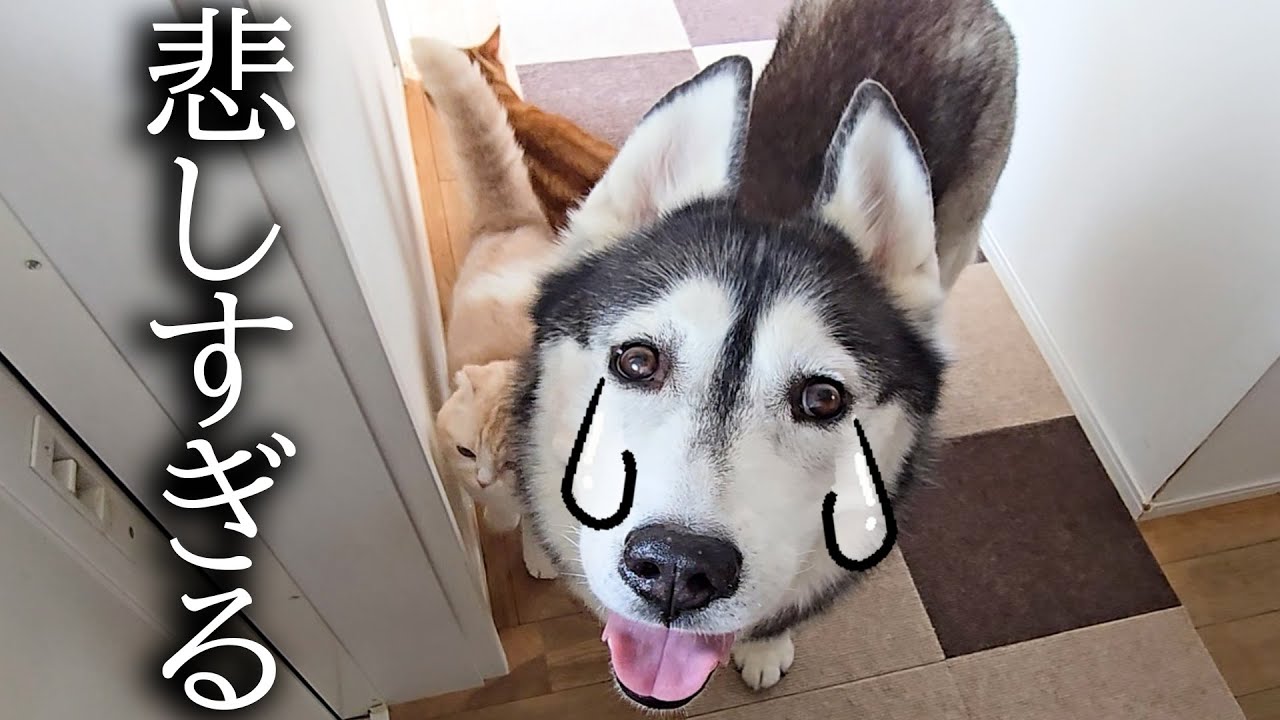 とても珍しい　仔犬の伊万里 とても珍しい 仔犬の伊万里 とても珍しい 仔犬の伊万里