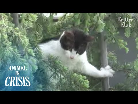 Gato acosado quiere saltar del árbol | Animal en crisis EP231