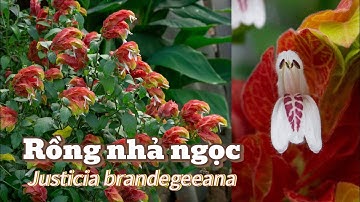 Rồng Nhả Ngọc (Justicia brandegeeana): Cây cảnh Độc Lạ phải có trong vườn nhà bạn