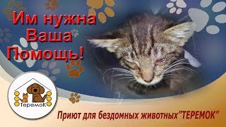 Приют Для Бездомных Животных "Теремок": Как с ними могли так поступить? Приют Для Бездомных Животных "Теремок": Как с ними могли так поступить?