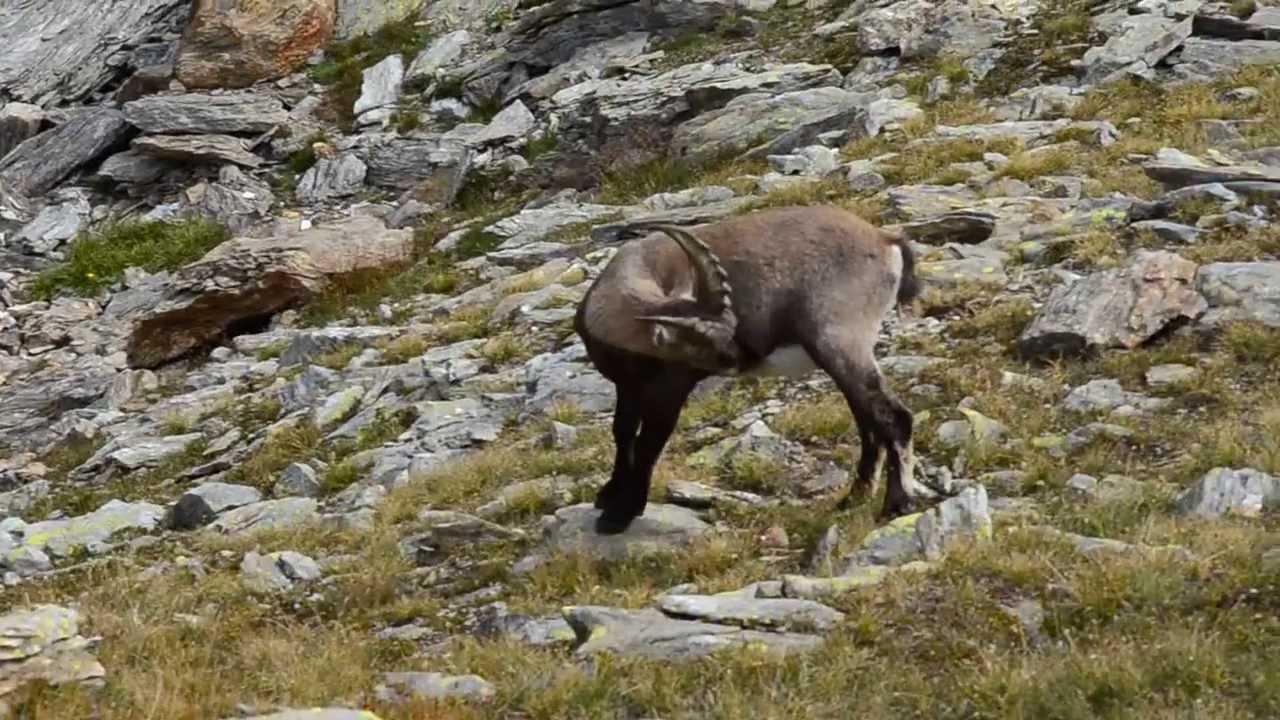 Famiglia di stambecchi al lago Matörgn 2470m