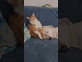 Бесподобный!