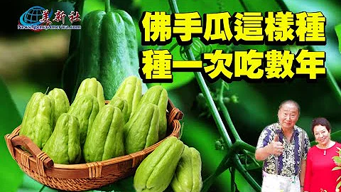 Grow chayote like this, you can eat it for many years - 天天要闻