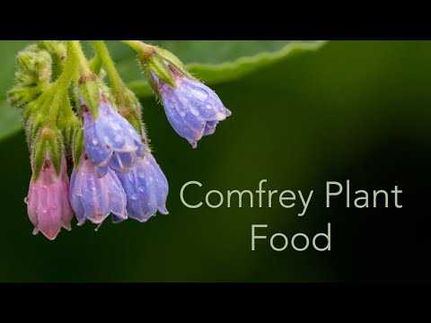 Vídeo: Comfrey Plant Food - Usando confrei como fertilizante