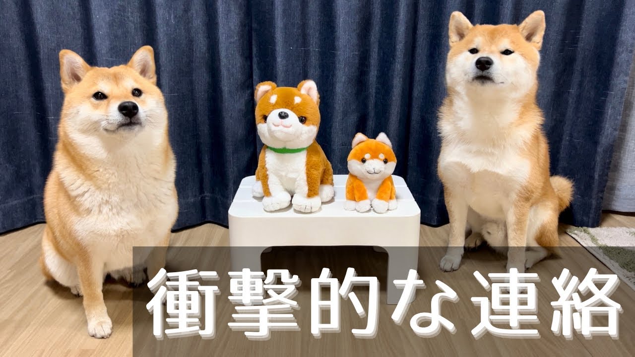 The video of 