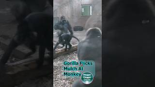 Monkey Surprise: Gorilla Goes Wild Flicking Mulch!