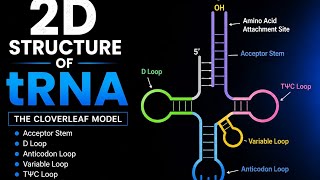 2D Structure of tRNA #biology #class12 #puc #neet #cet #molecularbasisofinheritanceclass12 #science