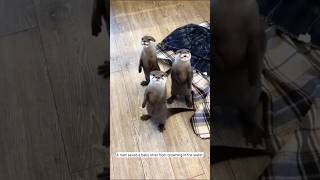 Rescue a baby Otter.🦦🦦 #shorts #otter #animals #pets #funny #love