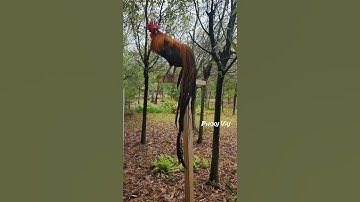 Bantam Phoenix Qaib Dib #chicken #fowl #poultry #gamefowl #ayam #rooster #gallos #bantam #junglefowl