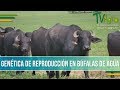 Caracteristicas de la Genetica en Reproduccion de Bufalas- TvAgro por Juan Gonzalo Angel
