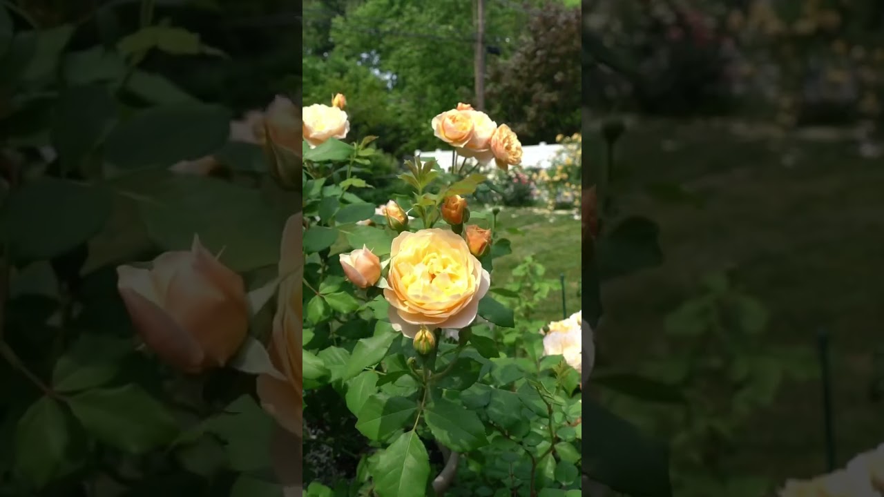 David Austin Rose: Ronald Dahl. auf YouTube ansehen David Austin Rose: Ronald Dahl. auf YouTube ansehen