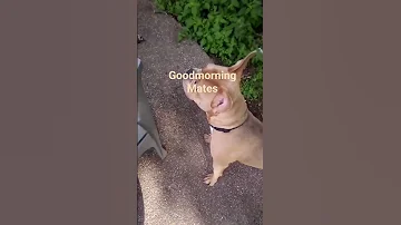 Puppy Goodmorning Backyard Forupage Daughter Explorepage Pitbulldog Fypyoutube Happydog 