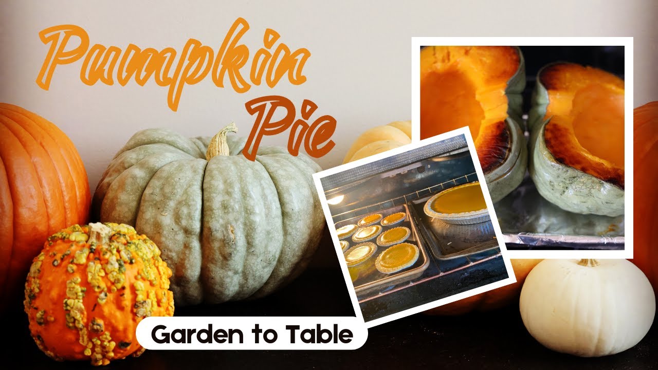 How to make Pumpkin Pie from Scratch! Jarrahdale Blue Pumpkin SEED