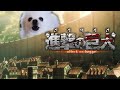 【진격의 거견】 op 「홍견의 화살」 강아지 리믹스 / attack on titan dog cover