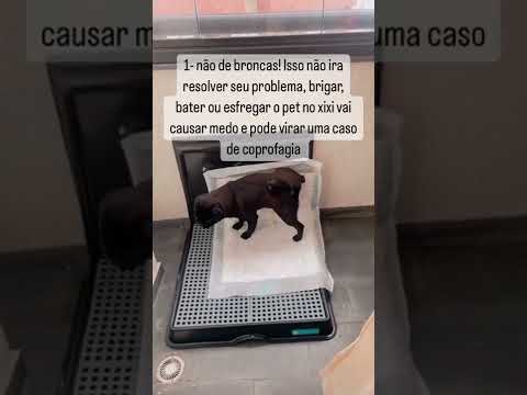 4 dicas pro
