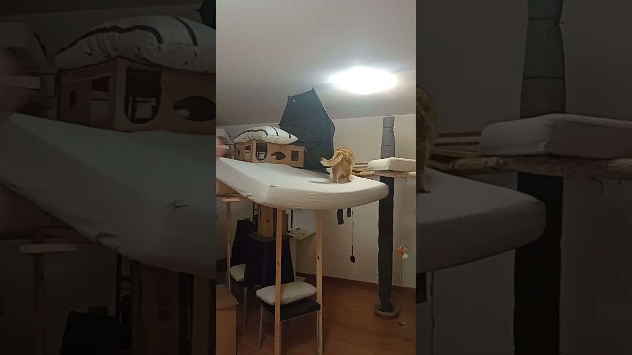 Sheldon der Spaßty ist spaßig unterwegs. 🐈 modeln 🤪