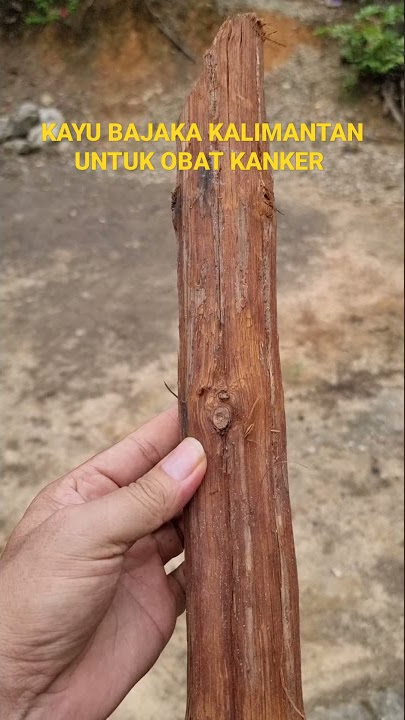 Kayu bajaka kalimantan untul obat kanker dan macam2 penyakit. #shorts #viral #bajakahasli