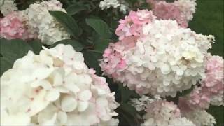 5 секретов пышного цветения гортензии