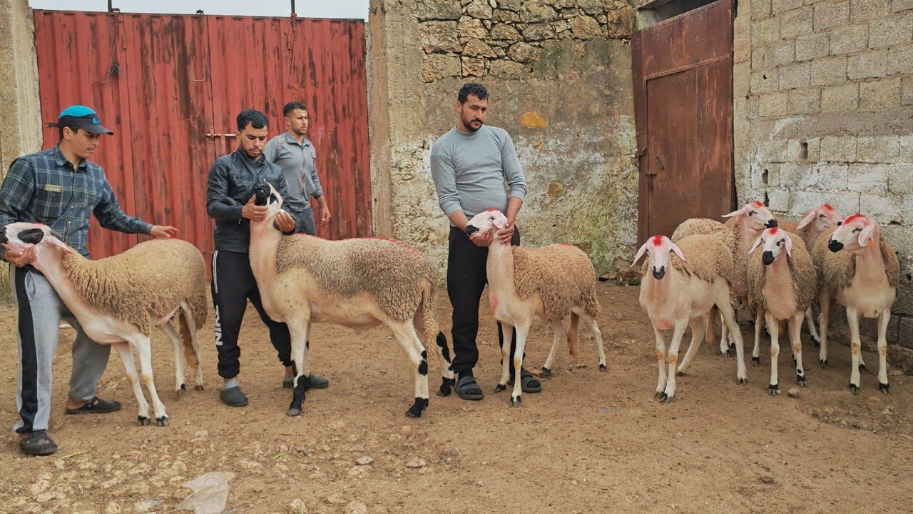 7الخروفات ملاحات ومعهم فحل للبيع نواحي اولاد بوزيري التواصل مع محمد 0619156489 