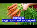 Моя простая подкормка для моркови для сладости и крупного размера