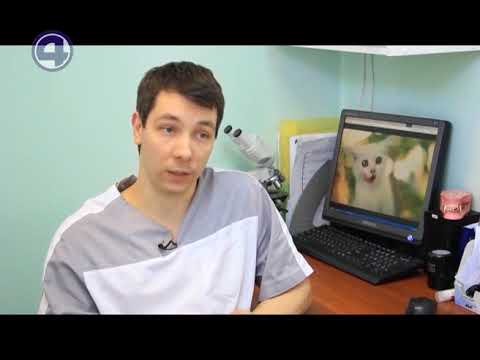 Почему кошки не дают спать? 4 канал. Выпуск 16.01.2018