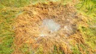 Cipolla120g firecracker in swamp