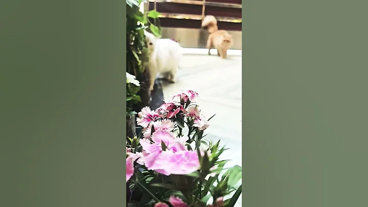 Video 11605281: adorable persian cat playing, cute persian cat, cat adorablecat