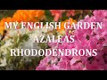 Azaleas and Rhododendrons - Spring in My English Garden