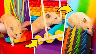 Cum să faci din POP IT-uri un labirint uriaș pentru hamsteri!