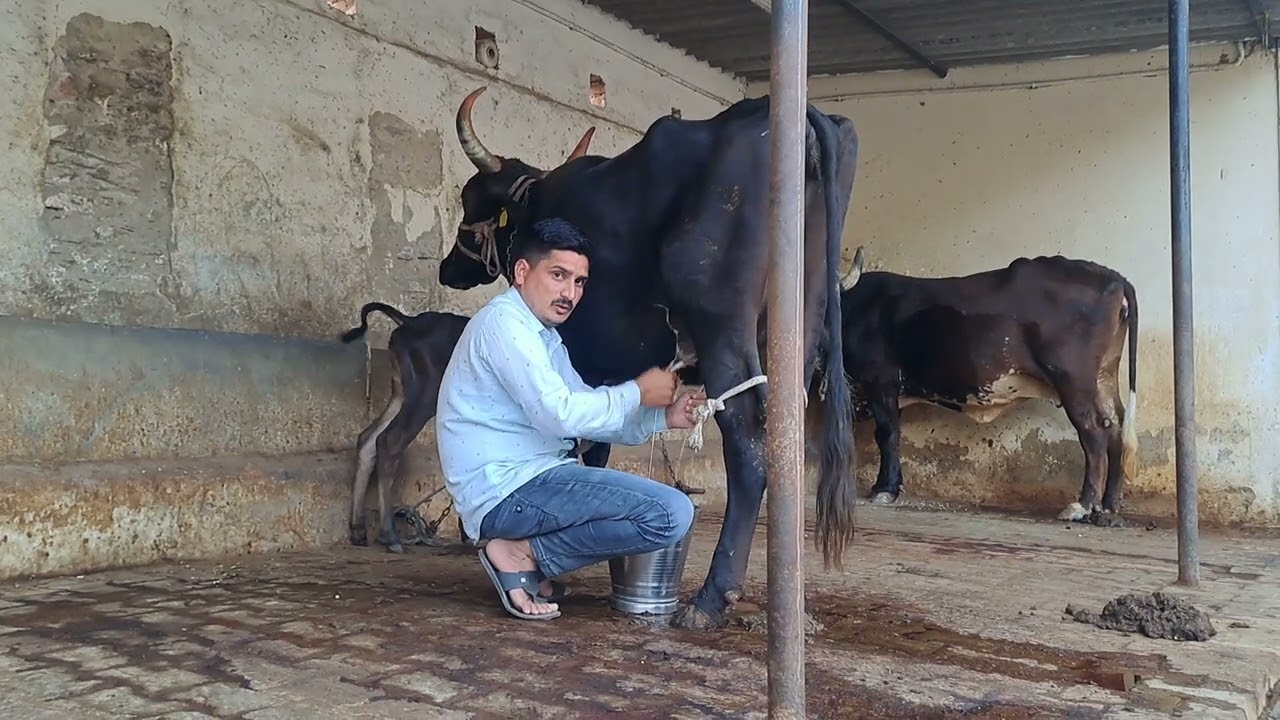 लक्ष्मी डेरी फार्म किशनगढ अजमेर राजस्थान 9602722805