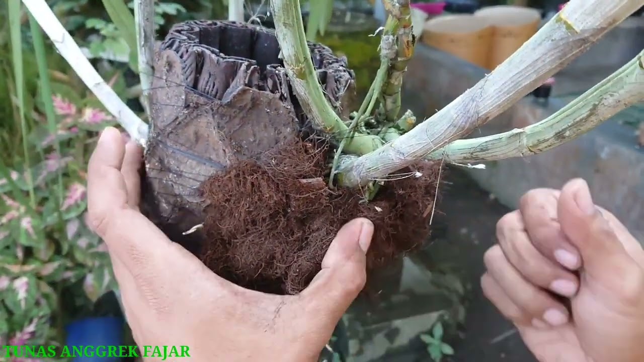 Tips cara tepat menempel keiki anggrek di batang pakis/kayu||anggrek tempel pohon
