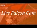 Falcon Cam 🔈 | Peregrine falcon nest live camera, Bowling Green, Ohio